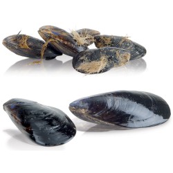Lave-moules sur pied Diamond LCF-18